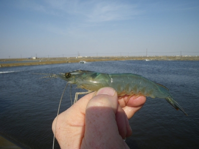 EHP a risk factor for other shrimp diseases