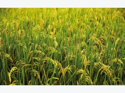 Rice Farming Information Guide