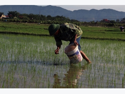 Nghệ An: Bùng phát sâu bệnh hại cây trồng