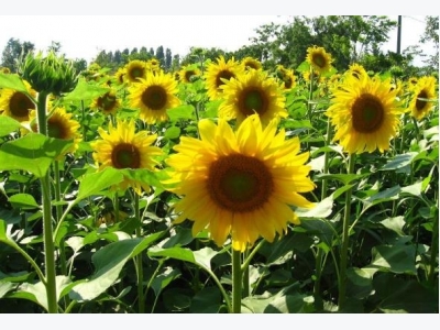 Sunflower Cultivation Information Guide