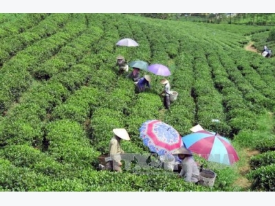 Vietnams five-month tea export sees strong growth