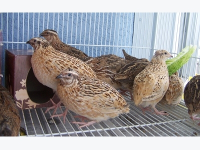 Quail Bird Farming Information Guide