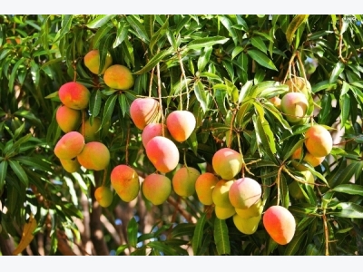 Mango Farming Information Guide