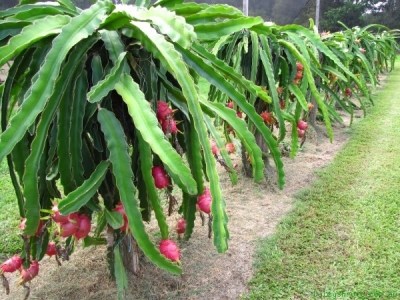 Dragon Fruit Farming Information Guide