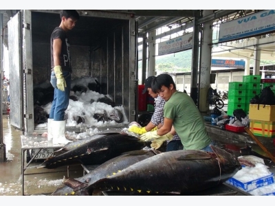 Việt Nams tuna exports increase