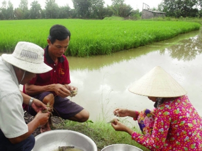 Tôm – lúa: Thông minh, hiệu quả và thích ứng biến đổi khí hậu