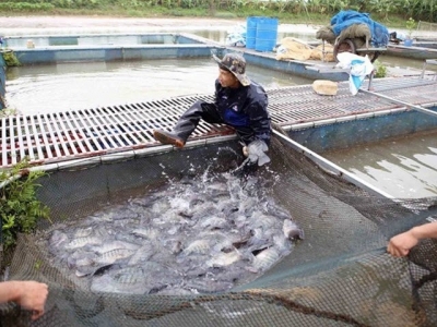 Hanoi sets up large-scale aquatic farming areas in eight districts