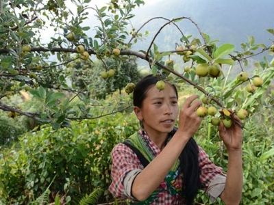 Phát triển giống sơn tra cành ghép