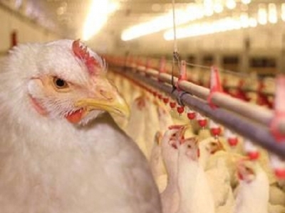 10 tips for feeding poultry raised without antibiotics