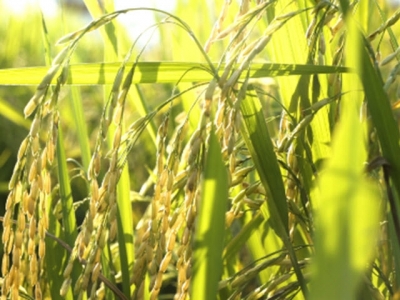 Cánh đồng một giống giúp Mường Khương giữ giống lúa đặc sản