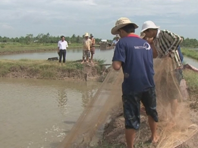 Phòng và trị bệnh đỏ thân ở tôm hùm nuôi lồng