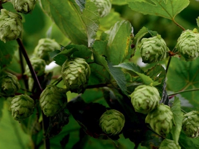 Cropped: Tips for Growing Hops