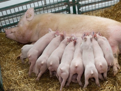 Canola meal diets may support sow, piglet performance