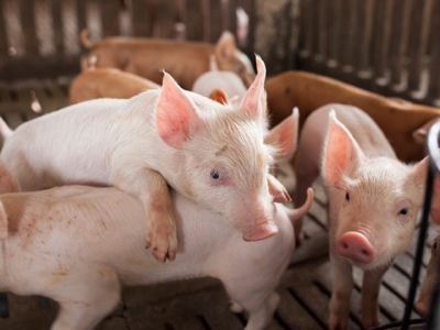 Low net energy diets may result in lower feed costs while supporting swine production