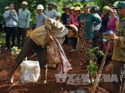 Highlands provinces replant old coffee trees with quality varieties