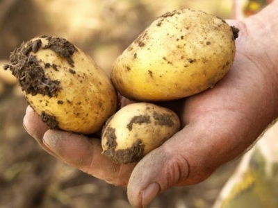 Mini-tubers for the seed potato market