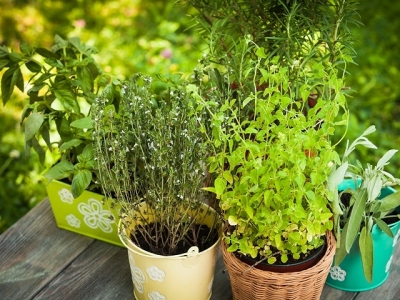 7 Perennial Herbs to Plant Now