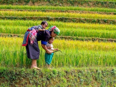 Vietnam rice exports to China drop