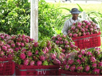 Dragon fruit dominates Việt Nam fruit exports