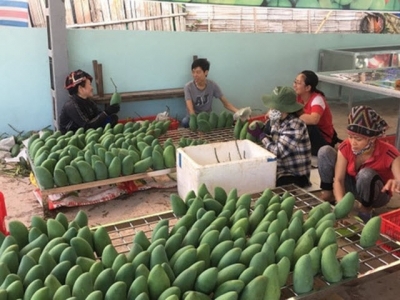 Son La ships 3 tons of mangoes to Australia