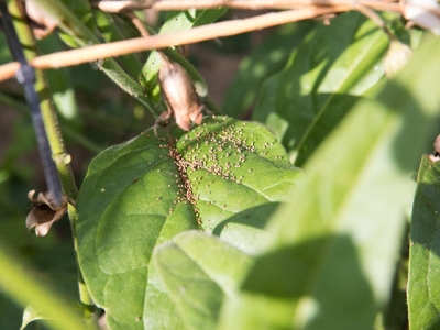 What Does a Seed Farmer Do?