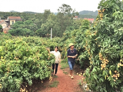 Tan Yen early ripen lychee: High quality and sold out