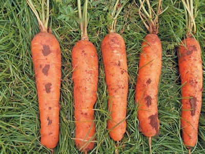 Learn how to grow carrots