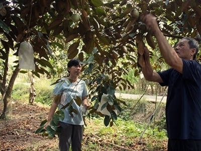 Vietnam makes initial results in organic agricultural development