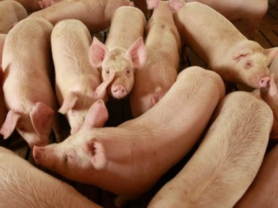 Pigs digest fiber efficiently even at high inclusion rates