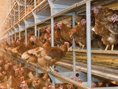 8 tips for feeding cage-free layers