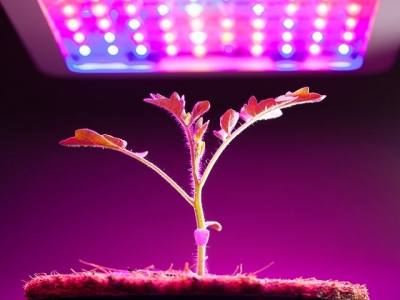 Grow Lights for Indoor Plants and Indoor Gardening: An Overview