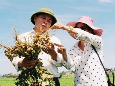 L20 - giống lạc năng suất cao cho miền Trung