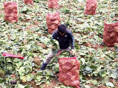 Đà Lạt vegetable prices plunge