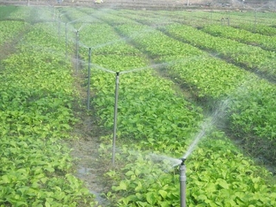 Economical watering model helps increase agricultural productivity
