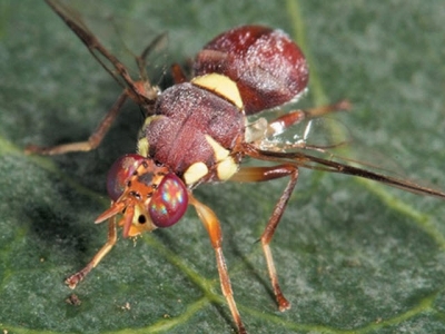 Dealing with pumpkin flies