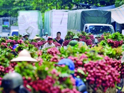Bumper crop forecast for Hai Duong litchis