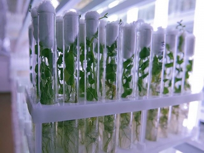 Các chất chống oxy hóa làm chậm quá trình lão hóa ở thực vật