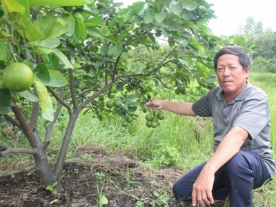 Phát triển chanh không hạt