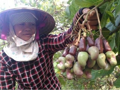 Cashew industry suffers from weakness