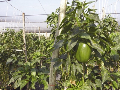 Tunnel farming with cucumbers methods for success