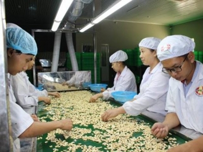 Cashew nut exports increase, but processors face shortage of raw materials