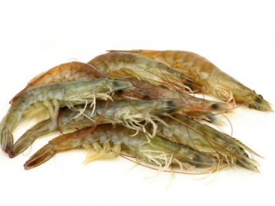Investors back farmed shrimp and tilapia inventory tool