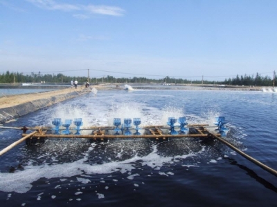 The importance of biosecurity and disinfection in aquaculture (Part 5)