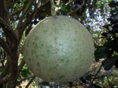 Phòng trừ nhện hại trên cây có múi trong mùa nắng nóng