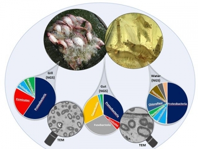 Small is big: Unlocking the hidden potential of microbes for aquaculture