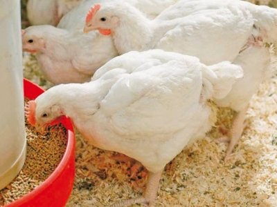 Controlling poultry gut health for maximum performance