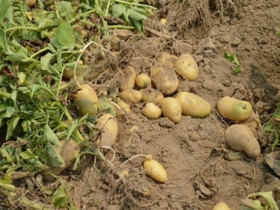 Kỹ thuật trồng và chăm sóc cây khoai tây (Kỳ 2)