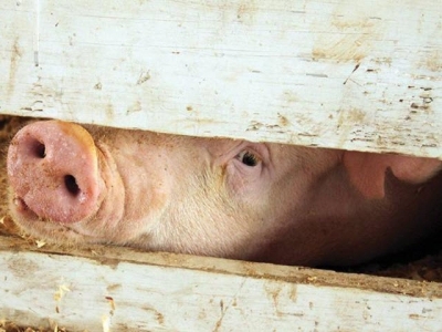 Antibiotic usage trends promote new ways to raise pigs