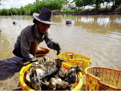 Triển vọng sản xuất hàu giống