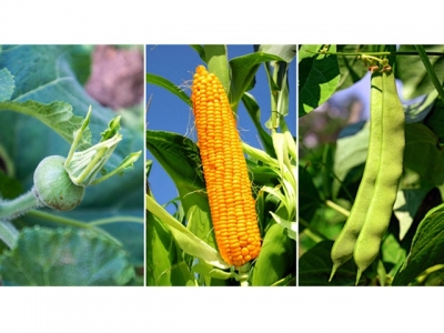 Three Sisters Garden — How to Plant Corn, Squash & Beans Together